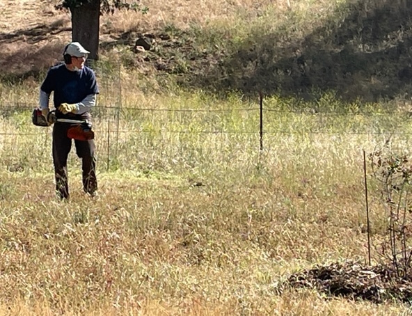 Bruce weed-eating around the oak trees to reduce possible fire damage.